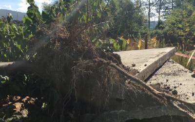 Южносахалинцы помогли остановить незаконную вырубку деревьев