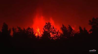 В Ростовской области от огня пострадало 700 гектаров леса