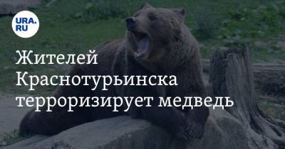 Жителей Краснотурьинска терроризирует медведь