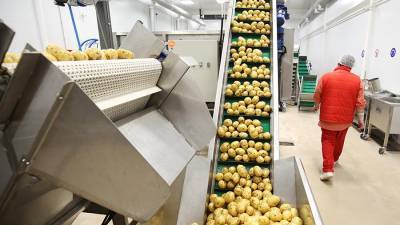 Подмосковье стало лидером по переработке картофеля в первой половине 2020 года