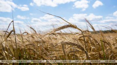 В Могилевской области завершается уборка зерновых и зернобобовых культур