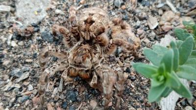 В Башкирии зафиксировано нашествие тарантулов