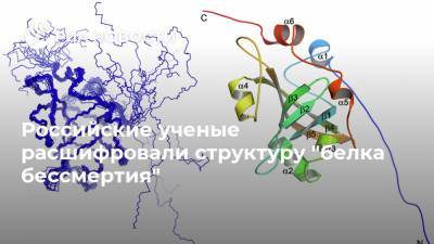 Российские ученые расшифровали структуру "белка бессмертия"