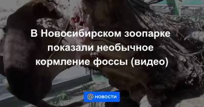 В Новосибирском зоопарке показали необычное кормление фоссы (видео)