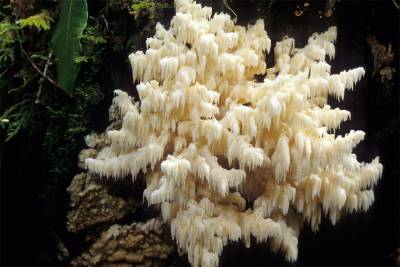 В Башкирии нашли редкий гриб, который похож на коралл