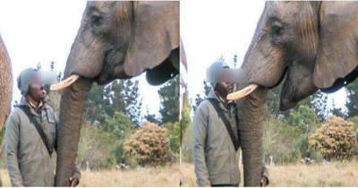 Оказалось, что слоны могут ловить зевок от человека
