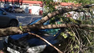 В четверг в Тюмени снова падали деревья из-за усиления ветра