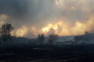 В Луганской области из-за взрывов на линии разграничения не могут потушить лесной пожар