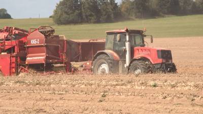 Аграриям предстоит убрать 25 тысяч гектаров картофеля