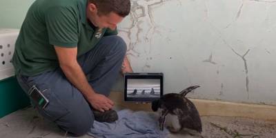 В австралийском зоопарке живет одинокий пингвиненок он обожает смотреть мультики и документалки про своих сородичей: видео