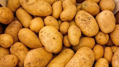 Подмосковье стало лидером по переработке картофеля в России