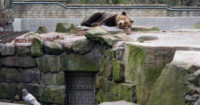 В зоопарке Калининграда 15-летнего медведя спасают от безделья игрушками с морковкой (видео)