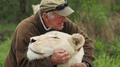 Известного защитника природы растерзали белые львицы, которых он вырастил
