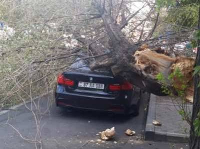 В Ереване дерево рухнуло на автомобиль