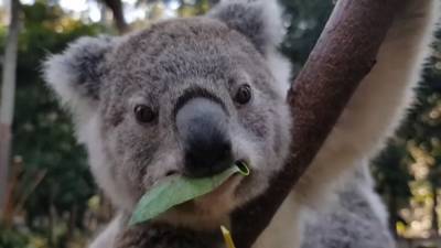 Сентябрь объявлен месяцем спасения коал от вымирания.