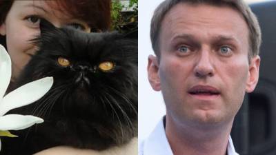 «Новичок» и беглый кот Скрипаля: неожиданные версии «отравления» Навального