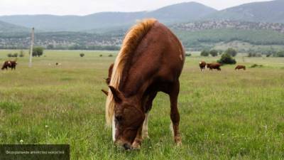 Элитную лошадь похитили из крестьянского фермерства в Подмосковье