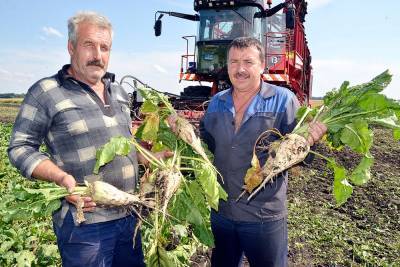 Около пяти миллионов тонн урожая свеклы переработают в Липецкой области