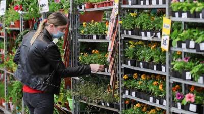 Квартирник для фикуса: в пандемию спрос на домашние цветы подстегнул предложение