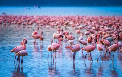 Розовые фламинго через 8 лет вернулись на озеро в Кении