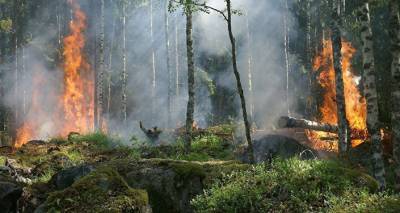 В Латвии объявят об окончании пожароопасного периода в лесах
