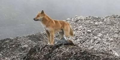 В Новой Гвинее обнаружили поющих собак