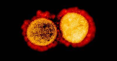 В организме детей SARS-CoV-2 и антитела к нему могут соседствовать