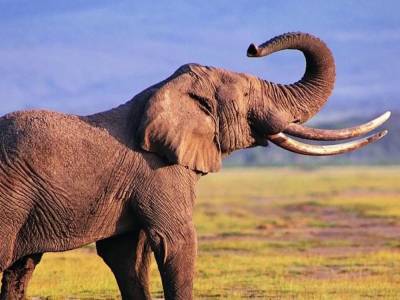 Уникальное открытие ученых: слоны могут зевать, подражая человеку