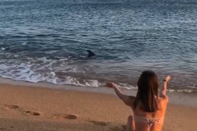 «Что-то нереальное»: выплывшие на берег в Крыму дельфины удивили россиян