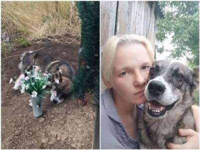 Пёс три года жил на могиле хозяина (3 фото)