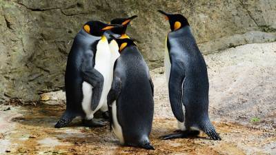 В Антарктиде нашли мумии древних пингвинов
