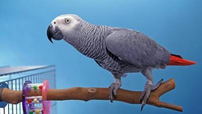 Попугаев-сквернословов на время отстранили от «работы» в британском зоопарке
