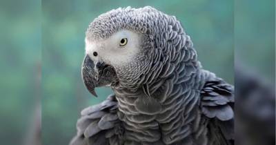 Пришлось расселить: в Англии пять попугаев научились ругаться отборным матом