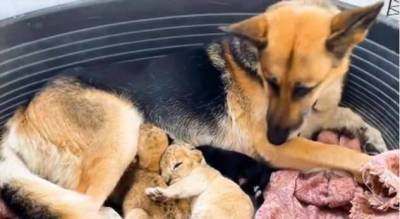 Детей надо спасать: в приморье немецкая овчарка усыновила двух львят