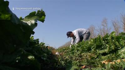 500 тысяч агрономам: как молодому специалисту в Башкирии получить подъемные?