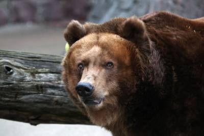 Медведь напал на москвичку на Камчатке