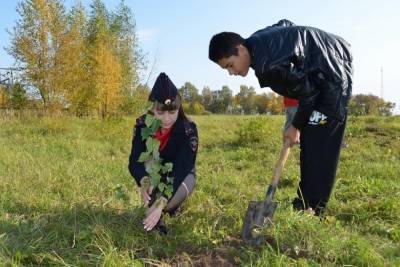 Костромские полицейские вместе со школьниками посадили березовую аллею