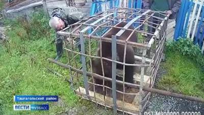 Кемеровчане поделились видео как на волю выпускают медвежонка