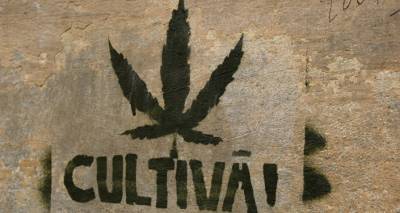 Весь мир двигается в этом направлении: легализует ли Латвия марихуану