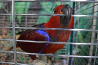 В британском зоопарке попугаев-сквернословов изолировали от посетителей - aif.ru - Англия