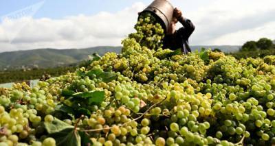 Ртвели не боится коронавируса: в Кахети собрали огромный урожай винограда - фото