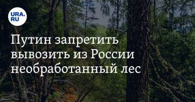 Путин запретить вывозить из России необработанный лес