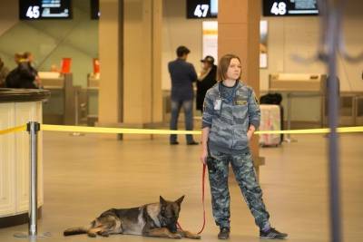«Аэрофлот» тренирует собак, чтобы искать больных коронавирусом в аэропортах