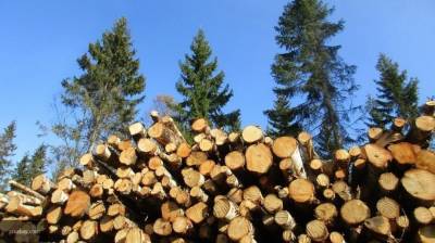 Необработанную древесину запретят вывозить из РФ с 2022 года