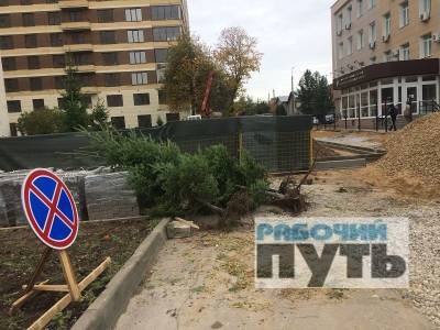 Около областной прокуратуры в Смоленске выкопали 11 пихт