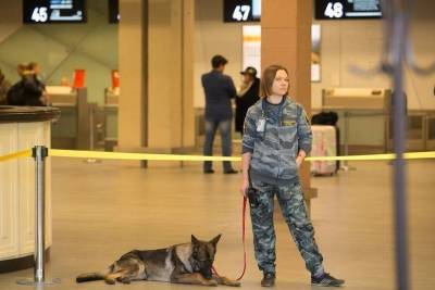 Аэрофлот тренирует собак, чтобы искать больных коронавирусом в аэропортах