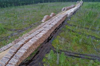 Путин заметил хищения и введет запрет на вывоз необработанного российского леса
