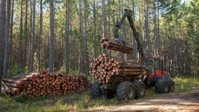 Путин поручил кабмину пресечь бесконтрольный вывоз необработанной древесины