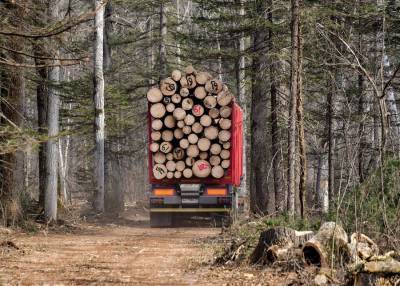 Путин призвал найти новые подходы в борьбе с вырубкой леса