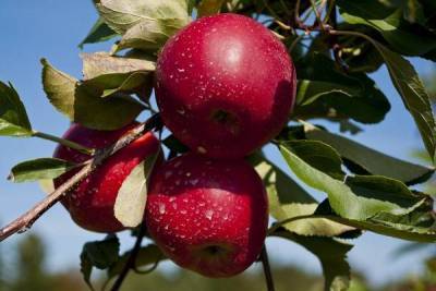 Раскрыто, как правильно срывать яблоки с веток